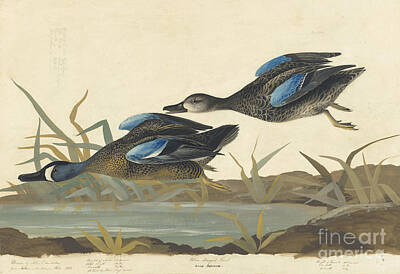 Animals Drawings - Blue-winged Teal by Celestial Images