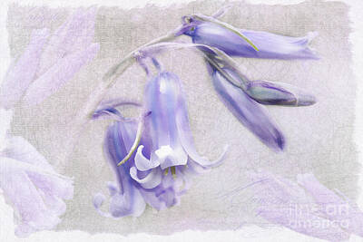 Ballerina Rights Managed Images - Bluebells Royalty-Free Image by Julie Woodhouse