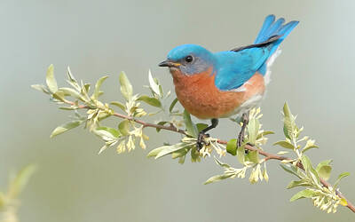 Birds Royalty Free Images - Bluebird Floral Royalty-Free Image by William Jobes