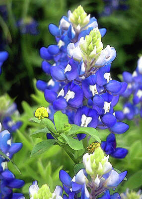 Florals Photos - Bluebonnets Blooming by Stephen Anderson