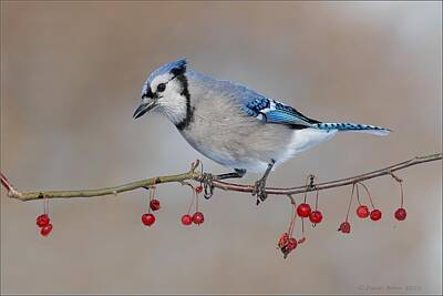 Tribal Animal Print Illustrations - Bluejay on Red Berries by Daniel Behm