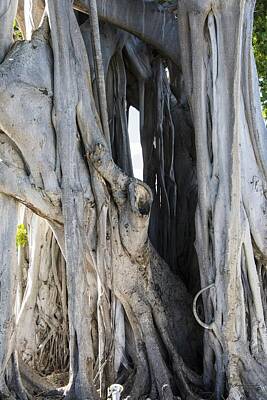 Target Threshold Photography - Banyan Tree 3 by Chris Schroeder