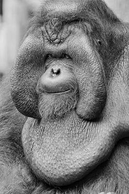 Portraits Photos - Bornean Orangutan III by Lourry Legarde