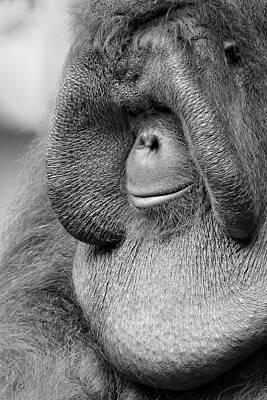 Portraits Photos - Bornean Orangutan V by Lourry Legarde