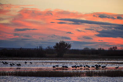 Ships At Sea Rights Managed Images - Bosque del Apache Sunset Royalty-Free Image by Diana Powell
