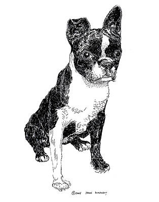 Mammals Drawings - Boston Bull Terrier by Jack Pumphrey