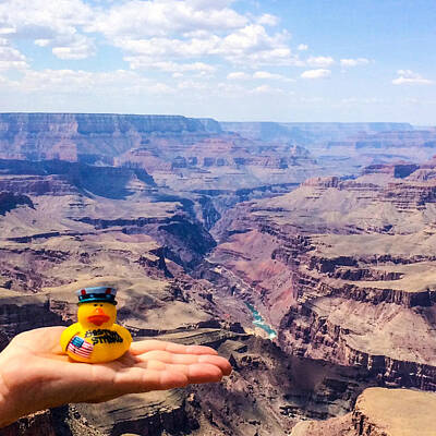 Barnyard Animals - Boston Strong Duck Visits Grand Canyon by Beverly Tabet