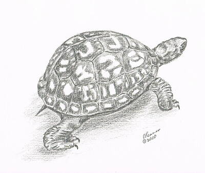 Best Sellers - Reptiles Drawings Royalty Free Images - Box Turtle Royalty-Free Image by Joann Renner