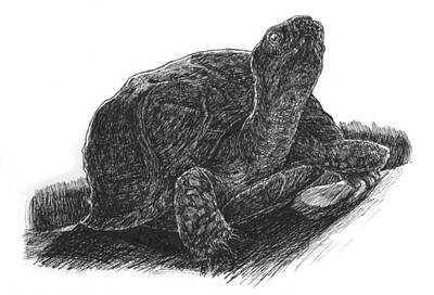 Reptiles Drawings Royalty Free Images - Box Turtle Study Royalty-Free Image by John Disher