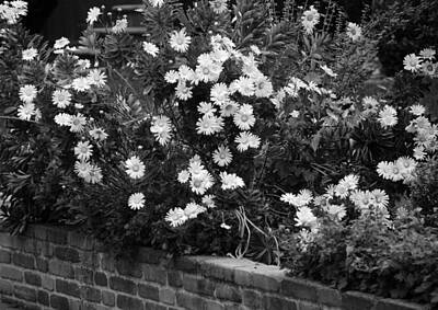 Modern Man Mountains Royalty Free Images - BRICKS and FLOWERS in BLACK AND WHITE Royalty-Free Image by Rob Hans