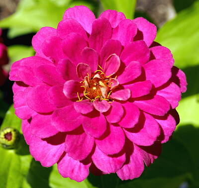 Santas Reindeers Royalty Free Images - Bright Pink Zinnia Flower from the Garden Royalty-Free Image by Amy McDaniel