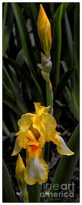 Floral Photos - Bright Yellow Irises  by Ola Allen