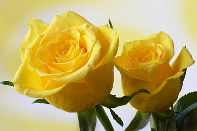 Roses Photos - Bright Yellow Roses. by Terence Davis