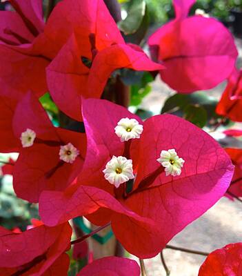Beer Signs - Brilliant Bougainvillea by Kriston Rutherford