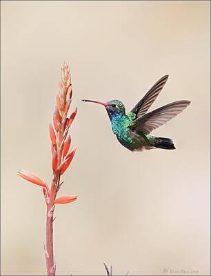 Vintage Barbershop Sketches Rights Managed Images - Broad Billed Hummingbird Royalty-Free Image by Daniel Behm