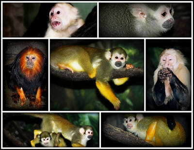 From The Kitchen - Bronx Zoo Monkey House Collage by Aurelio Zucco