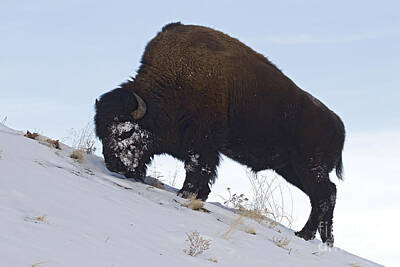 Poolside Paradise - Buffalo Eating On A Hillside   #9622 by J L Woody Wooden