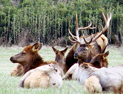 Man Cave - Bull Elk and his girls 2 by Mary Halpin