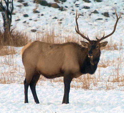 Birds Royalty-Free and Rights-Managed Images - Bull Elk  by Jeff Swan