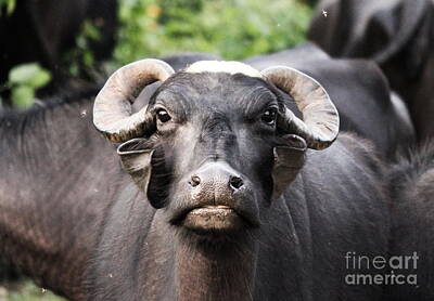 Wildlife Photography Black And White - Bulls Eyes II by Four Hands Art