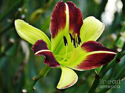 Lilies Photos - Burgundy and Yellow Lily 2 by Sarah Loft