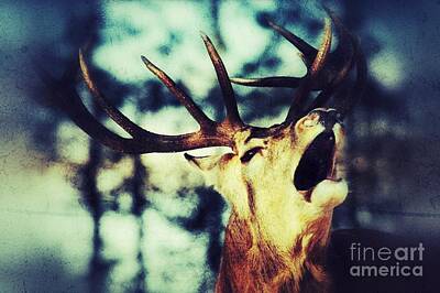 Winter Animals - Burling Deer by Nick  Biemans