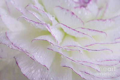 Florals Photos - Buttercup flower with Dew by Nailia Schwarz