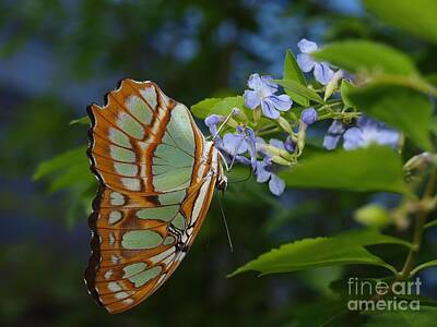 School Tote Bags - Butterfly and Blue Flower by Frank Piercy