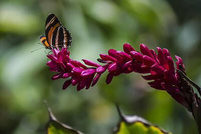 Catch Of The Day - Butterfly at the end of a red flower by Sven Brogren
