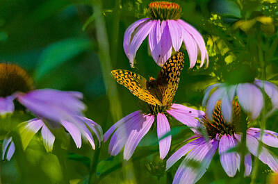Sports Rights Managed Images - Butterfly Cone Flowers Royalty-Free Image by David Tennis