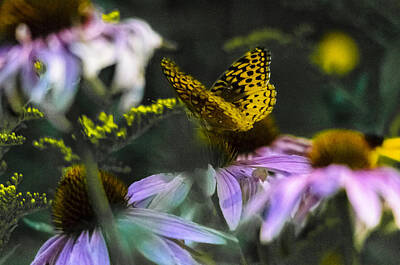 Sports Rights Managed Images - Butterfly Coneflowers 2 Royalty-Free Image by David Tennis
