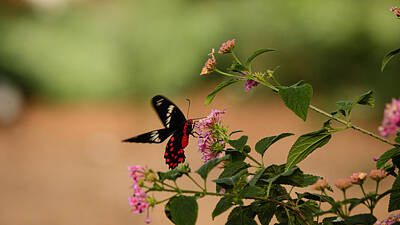 Easter Bunny - Butterfly - Crimson rose by SAURAVphoto Online Store