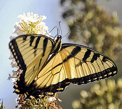 Fantasy Ryan Barger Rights Managed Images - Butterfly Royalty-Free Image by Scott Staley