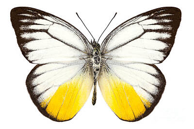 Clouds Royalty Free Images - Butterfly species Cepora judith  Royalty-Free Image by Pablo Romero