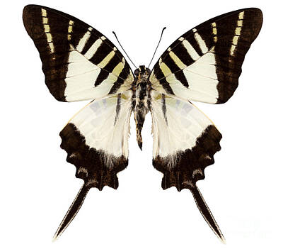 Comedian Drawings Royalty Free Images - Butterfly species graphium decolor atratus Royalty-Free Image by Pablo Romero