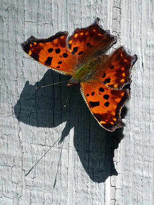 The American Diner Rights Managed Images - Butterfly with Shadow Royalty-Free Image by David T Wilkinson