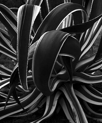 Ps I Love You - BW Variegated Agave by Lee Newell