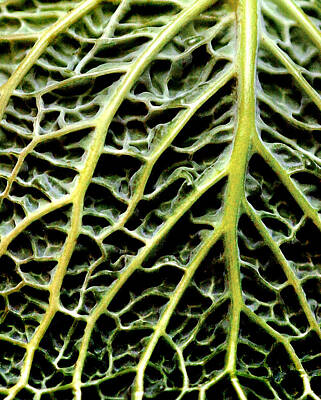 Animals And Earth Rights Managed Images - Cabbage Leaf Royalty-Free Image by Andrew Bellis