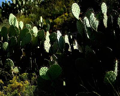 Jerry Sodorff Royalty-Free and Rights-Managed Images - Cactus 14658 2 by Jerry Sodorff