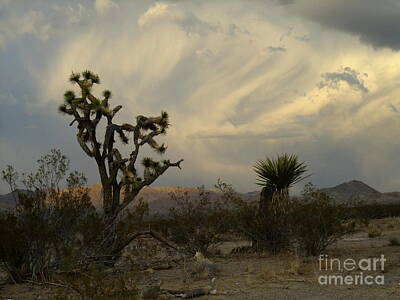 Paint Brush Rights Managed Images - Cactus and Clouds Royalty-Free Image by Stephen Schaps