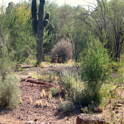 Temples Royalty Free Images - Cactus and Coyote Royalty-Free Image by Chris Fulks