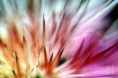 Abstract Photos - Cactus by Wernher Krutein