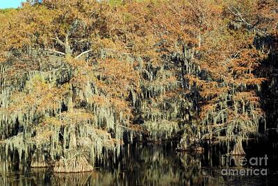 Abstract Animalia - Caddo Lake Cypress by Gary Richards