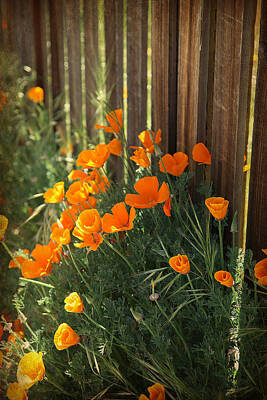 Portraits Royalty-Free and Rights-Managed Images - California Poppies by Portraits By NC