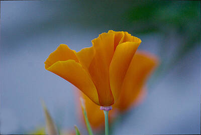 Recently Sold - Birds Photo Rights Managed Images - California Poppy Royalty-Free Image by Roy Williams