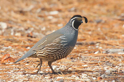Cities Royalty-Free and Rights-Managed Images - California Quail by Ram Vasudev