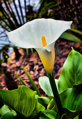 Lilies Photos - Calla Lily by Lynne Jenkins