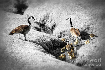Classical Masterpiece Still Life Paintings - Canada geese family by Elena Elisseeva