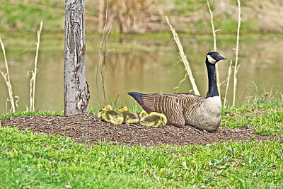 The Bunsen Burner - Canada Goose And Goslings by Carol Senske
