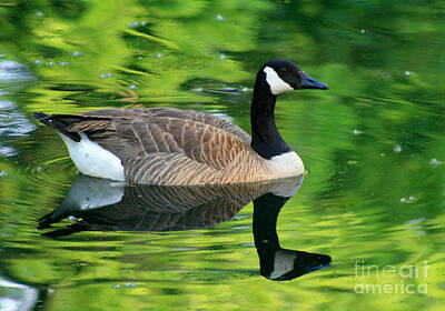 City Scenes Royalty-Free and Rights-Managed Images - Canada Goose on Green Pond by Karen Adams